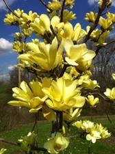 Yellow Bird Magnolia 2.5" pot