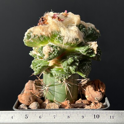 20-1598. Cactus... hybr. Fiss x Agavoides (Grafted)