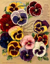 1,500 Vintage Floral Flower/Flowers Images on DVD DISK
