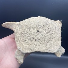 Whale Vertebra Fossil HUGE Cetacean Vertebrae Florida Authentic Fossil