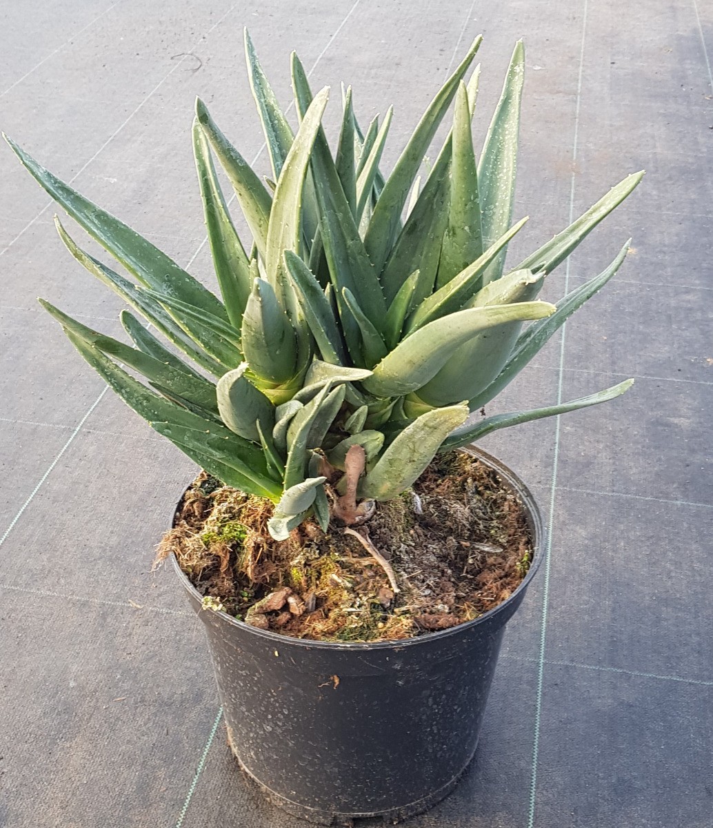 Aloes arborescente Aloe barberae x dichotoma Hercules multi-têtes pour jardin sec