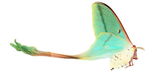 LEPIDOPTERA, SATURNIIDAE, ACTIAS DUBERNARDI female from CHINA