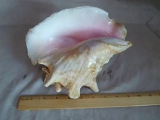 Vintage Pink Queen Conch Sea Shell  9" x 7” X 5”