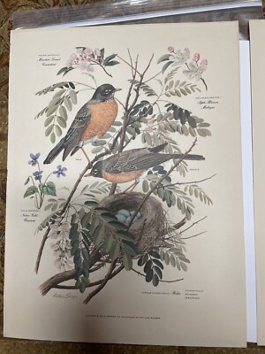 Vintage Arthur Singer Bird Print Number 5 & 6 of a Series | eBay