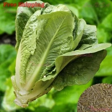 Parris Island Cos Romaine Lettuce Seeds | Manchester Lettuce, Lettuce | NON-GMO