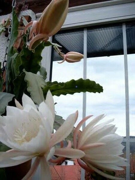 Pflanzen, Bume & Strucher fr den Frhling Epiphyllum Kakteen &  Sukkulenten online kaufen | eBay.de