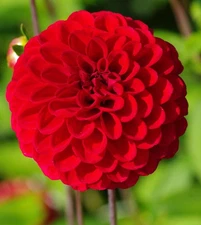 1 "Red Cap" Ball Dahlia - Large Tuber - US Seller