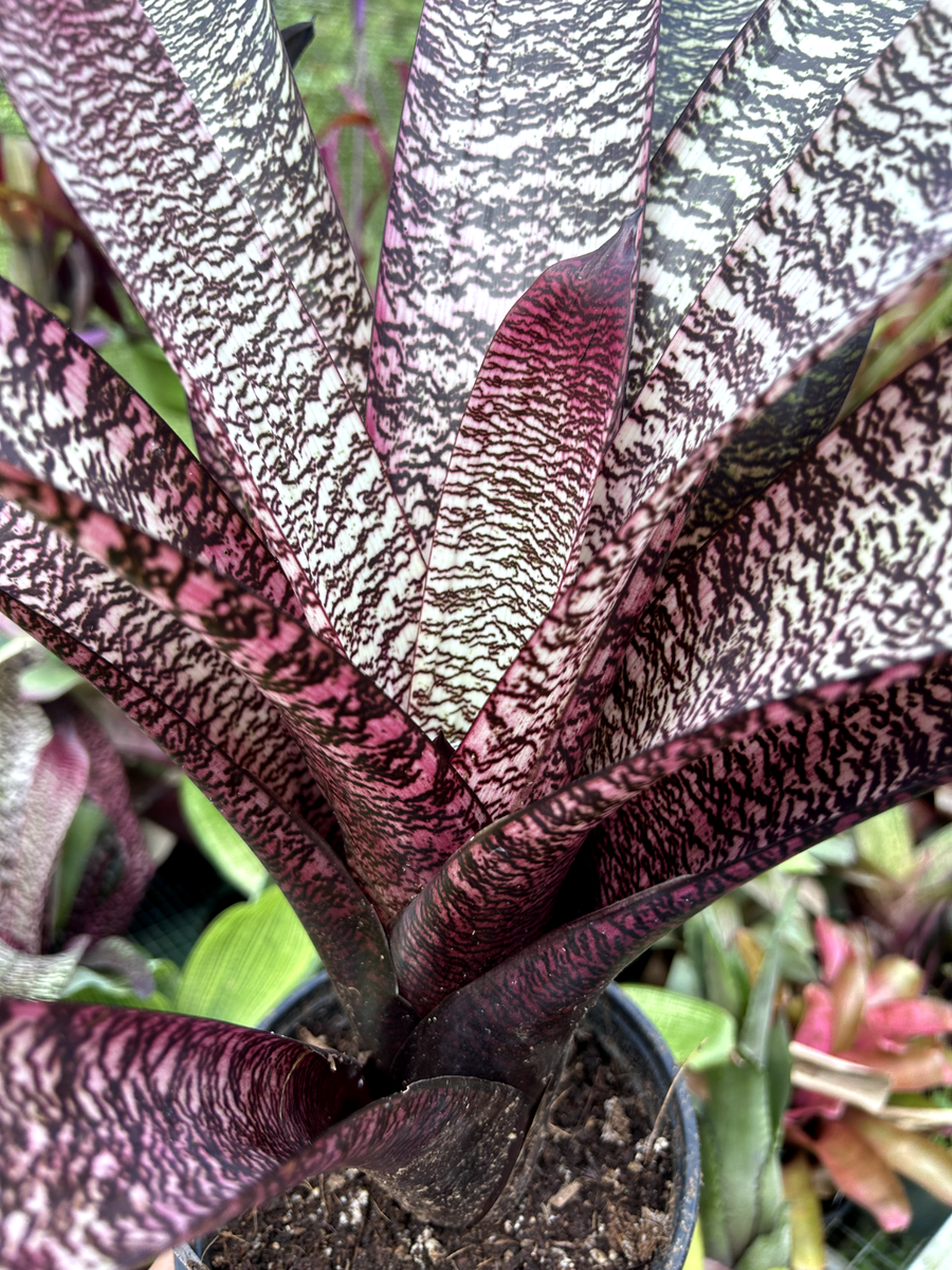 ブロメリア・エアープランツ Vriesea Hawaiian surf Bromeliad Sale! Vriesea 'Hawaiian Raspberry' (D. Fell) | eBay