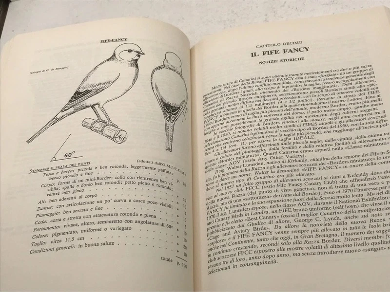 Canarini : Cinque Magnifiche Razze Inglesi - Giorgio de Baseggio - Immagine 2 di 4