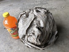 Huge Aerial Yellow Jacket Hornet Nest Bee Hiv...