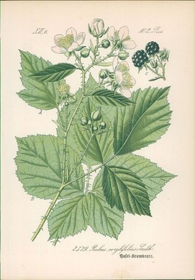 Chromolithographie : Hasel-Brombeere. Haselblatt-Brombeere. Rubus corylifolius S