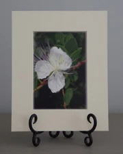 4 Prints -  Photography from Italy, Flowers from Cinque Terra Region.