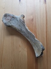 Wollnashorn Fossil - Steinzeit/Eiszeit - Teil des Vorderbeins