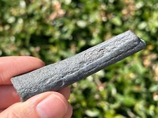 Florida Fossil Deer Antler 2.94” Mammal Ice Age Pleistocene Bones Odocoileus