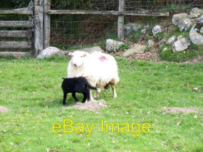 Photo 6x4 A ewe with its black lamb with a white tip to its tail Pont-Rhy c2007