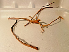 4 racines araignée 10/12cm