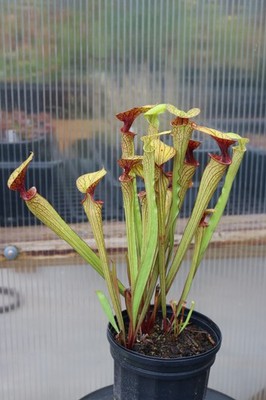 Sarracenia Hybrid, Lost Tag, Large Exact plant, 3+ Growth Points