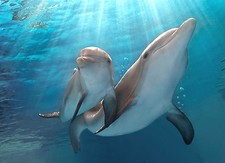 DOLPHIN POSTER 2 (SIZES-A5-A4-A3-A2) + A FREE SURPRISE A3 POSTER