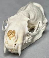 Genuine Real 3" Mink Skull Specimen Small Animal Rodent Bone Teeth Taxidermy Art