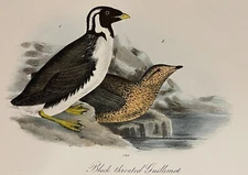 Audubon Black Throated Guillemot Pl 470 Birds Of America 2nd Ed. Royal Octavo