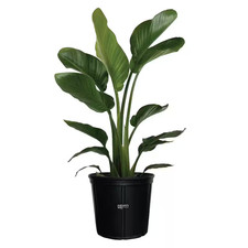 1.72 Gal. Bird of Paradise Tropical Flowering Plant with White Flowers 1-Pack