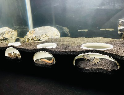 #ad Bottom Dweller Feeder Aquarium Cave Hideout Decoration Kuhli Loach Cory Catfish $9.99