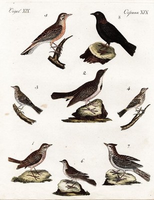Singvögel Lerchen lark larks Vögel Vogel bird Bertuch engraving Kupferstich 1795