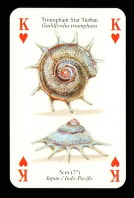 1 x Spielkarte Triumphant Star Turban Shell - King of Hearts Q85