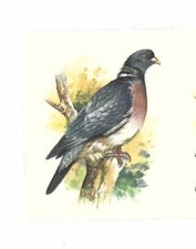 Pigeon Design Coffee Mug - NEW - MUST L@@K!  3 Designs to Choose from 