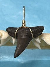 SHARK TOOTH PENDANT. 7/8 Inch Fossilized LEMON Shark Tooth From Bone Valley Fl 
