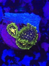 Exosphere Zoa WYSIWYG Live coral frag Lps Sps