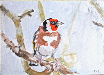 Stieglitz, Aquarell, Grafit, Chinatusche, japan. Aquarellfarben, 13 cm x 18 cm