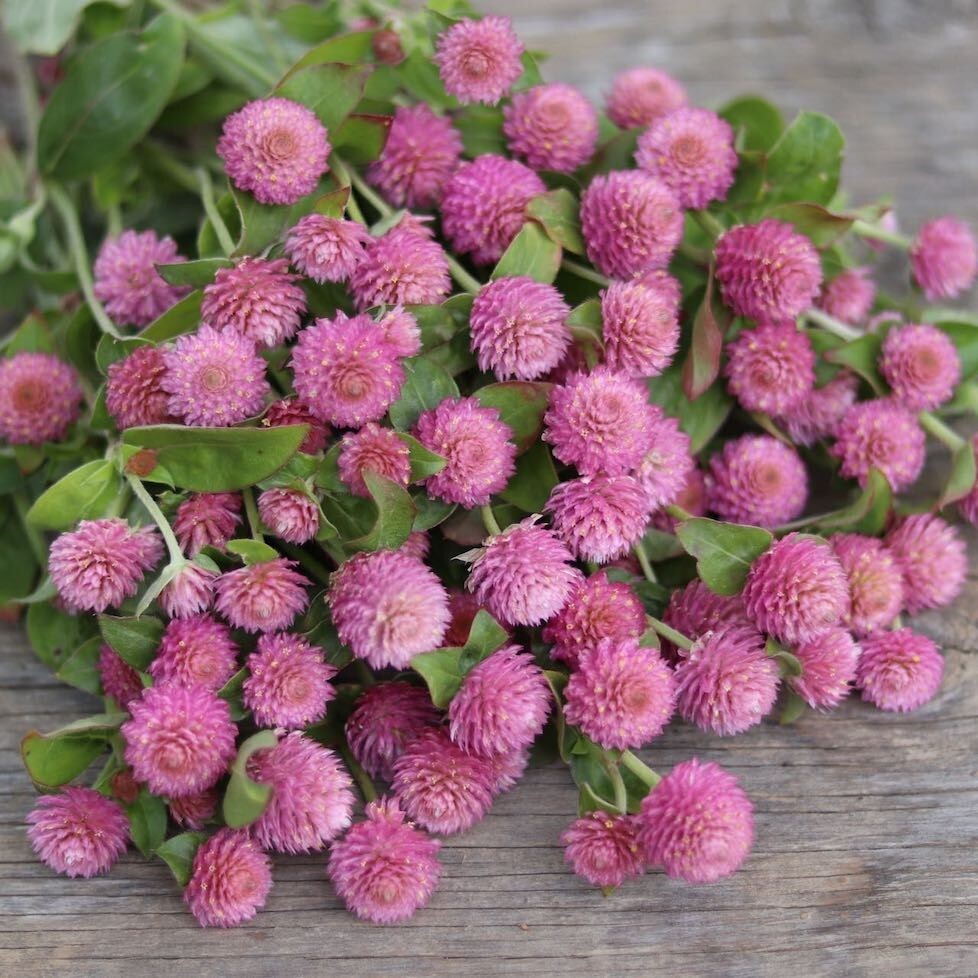 Gomphrena QIS Rose (Gomphrena globosa; Globe Amaranth) 25 Flower Seeds