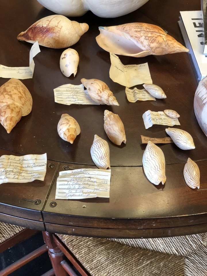 DIECISÉIS CAPARAZONES COLECCIONADOS CON ROBUSTA MARIONAE GRANDE, ¿O A ELECCIÓN?? Foto 2 de 4