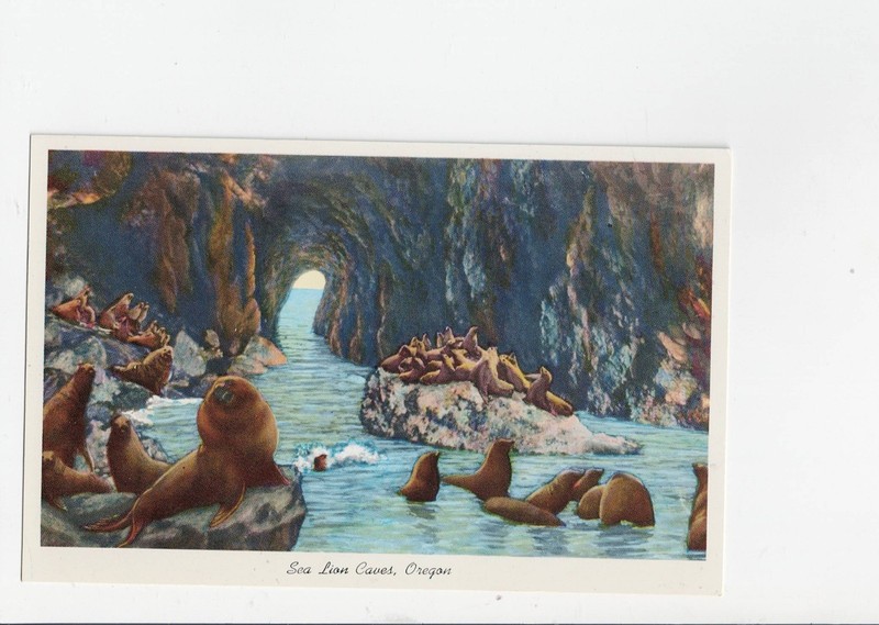 Sea Lion Caves, Oregon Vintage Postcard  on Highway101 No. of Florence, Oregon