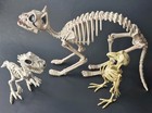 Halloween Lot of Cat Bird And Dinosaur Skeletons Decorating Poseable Decor