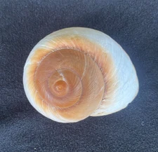 Muffin Snail Seashell,  Large Shell