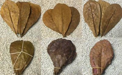 CATAPPA-LEAVES.DE AQUARISTIK NATURPRODUKTE IMPORT XL Seemandelbaumblätter 15cm - 20cm Wasseraufbereitung, Garnelen, Welse, Diskus