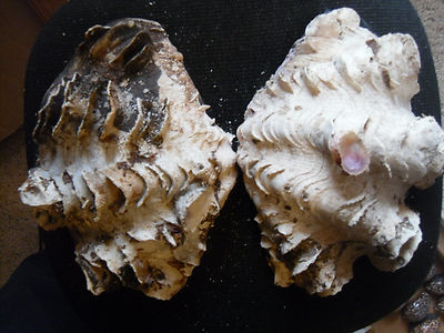 Tridacna squamosa - 10 1/4-inch fluted clam - both halves -THE WHOLE SHELL!