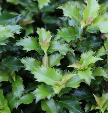 Hochstamm Stechpalme Ilex Little Rascal 40-60cm - Ilex meserveae