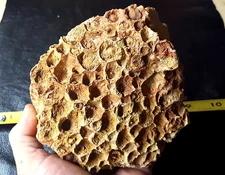 Horn Coral Fossil Cluster Cheatham Co Tennessee Specimen Rock b