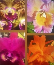 Orchid Plant Cattleya 2-3 stem division 12 plants some w sheath open to offers