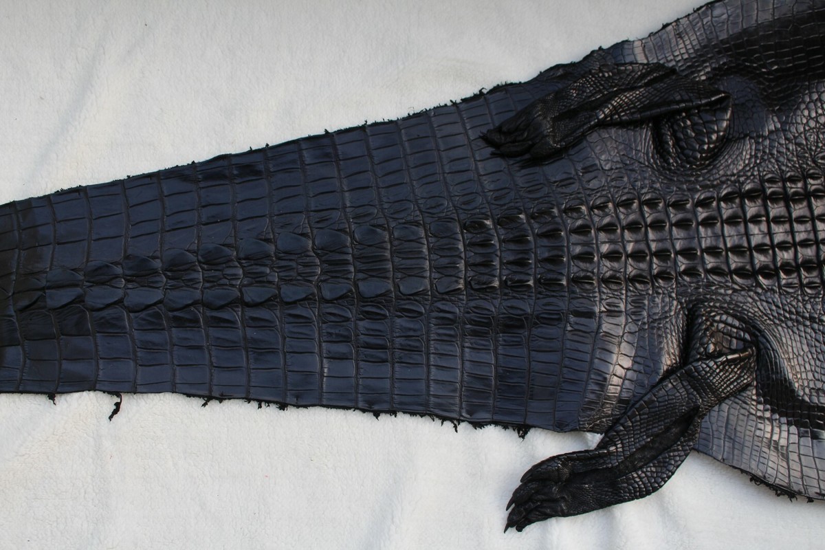 W 14 in- Black Real Crocodile Skin Leather Hide Exotic Pelt