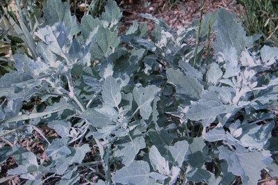 Salvia Apiana 50 Graines Blanc Sauge Räuchersalbei