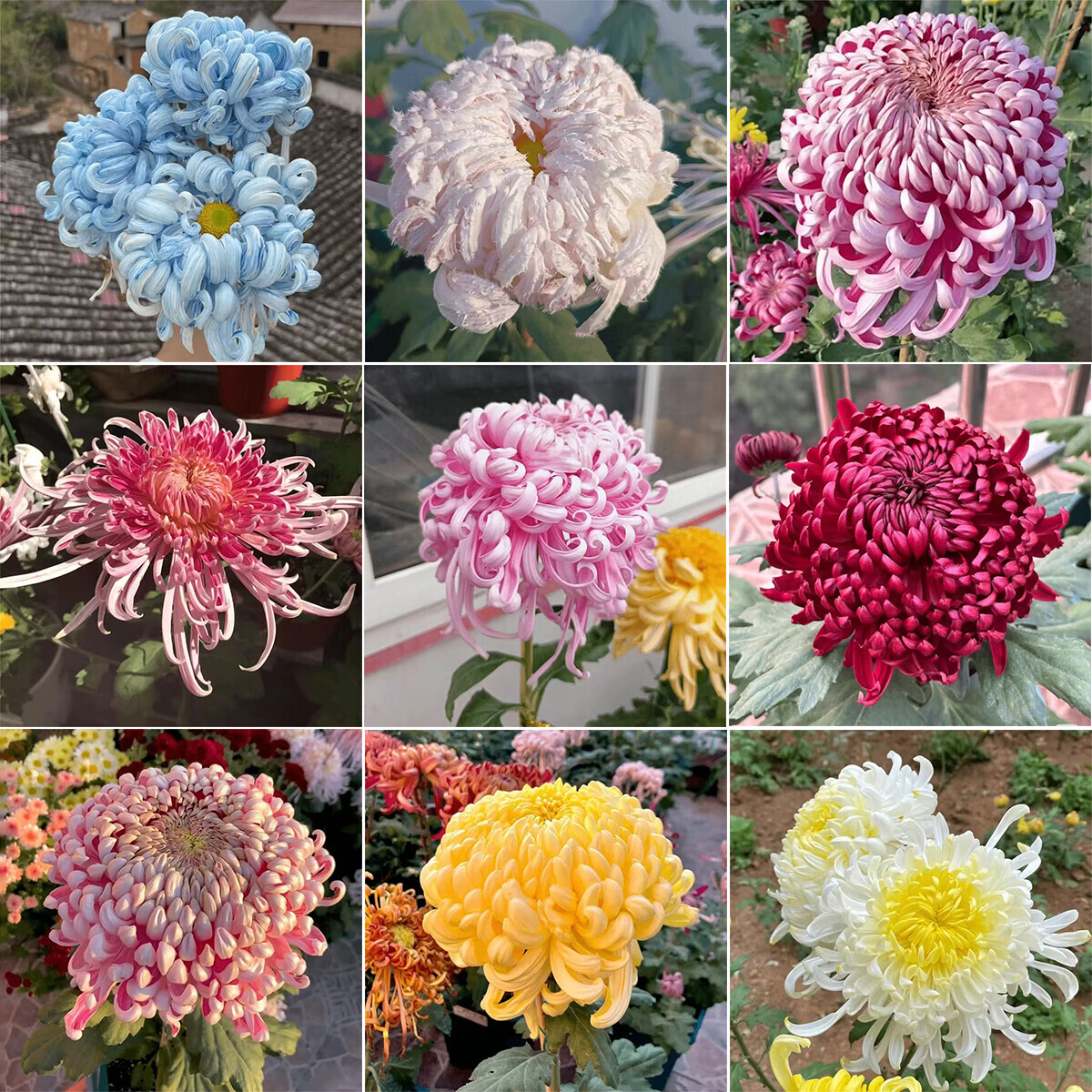 Hardy Chrysanthemum Seeds Outdoor Balcony Ornamental Potted Flower