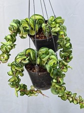 Hoya mauna loa [2r21a019] 2 macetas, 4 plantas, 12-14 pulgadas ¡¡Raro!!!