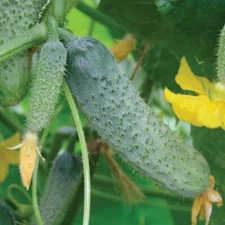 Cucumber seeds, 25 encrusted cucumber SHAKTHI F1 parthenocarpic SW1104+TRACK №