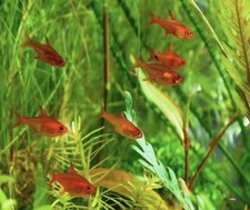 6 Ember Tetra Great Nano Fish. Lowest Price Shipping