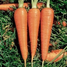 DANVERS CARROT 1100 SEEDS NON-GMO FRESH FOR GARDENS