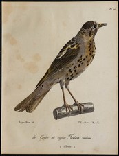 1830 - Grive musicienne - Lithographie ancienne d'oiseau (Ornithologie) couleur